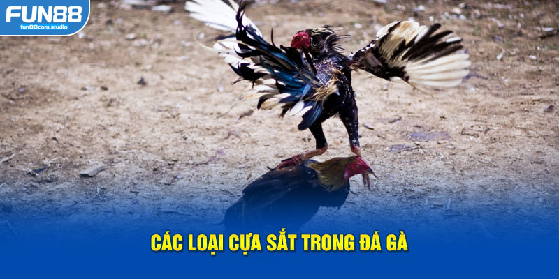 Các loại cựa sắt trong đá gà