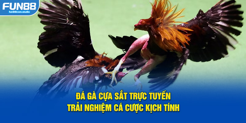 Đá gà cựa sắt trực tuyến trải nghiệm cá cược kịch tính