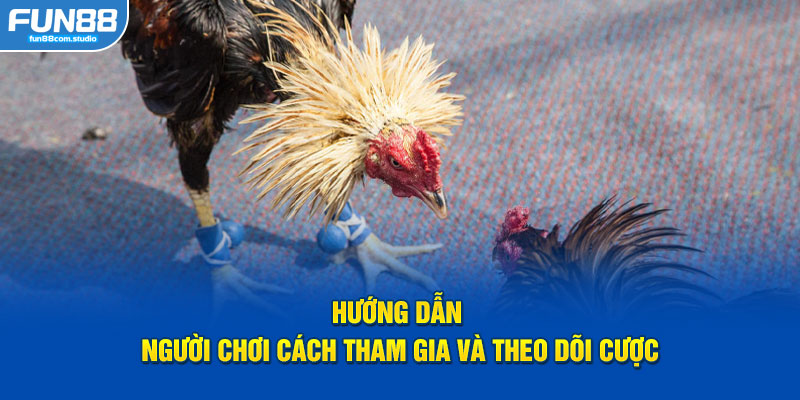 Hướng dẫn người chơi cách tham gia và theo dõi cược