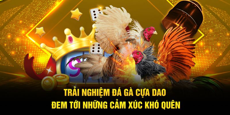 Trải nghiệm đá gà cựa dao đem tới những cảm xúc khó quên 