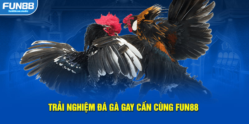 Trải nghiệm đá gà gay cấn cùng nhà cái 